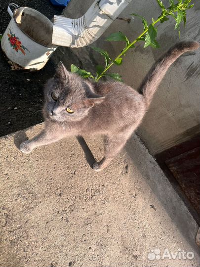Русская голубая