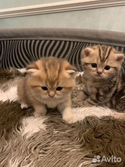Шотландские котята