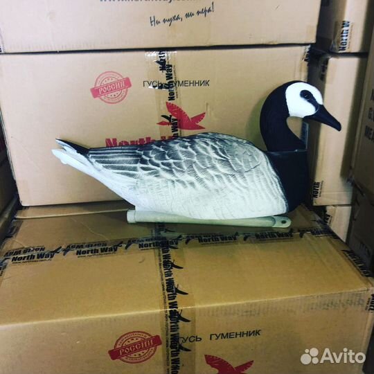 Чучела профиля гусей (белолобый, Казара