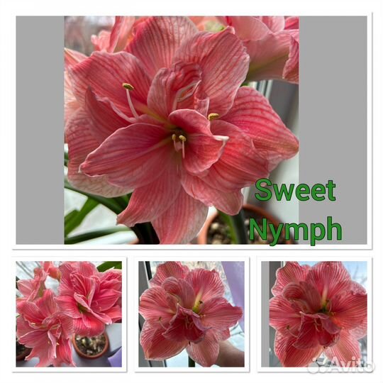 Детки сортовых гиппеаструмов