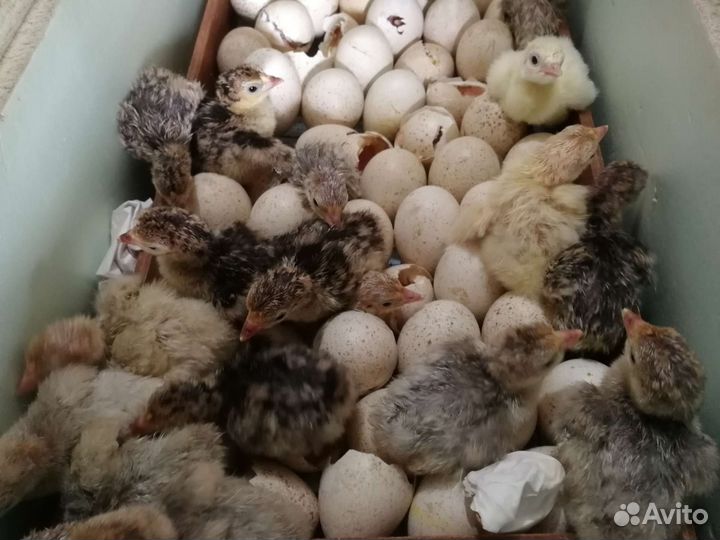 Продам суточных индюшат