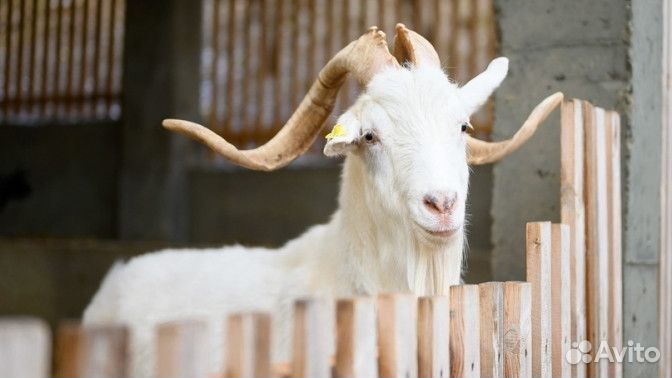 Купон на посещение фермы «Экзархо»