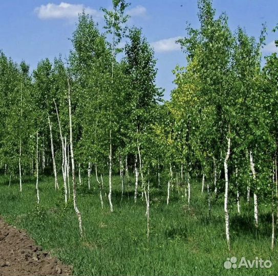 Саженцы Березы и Сосны