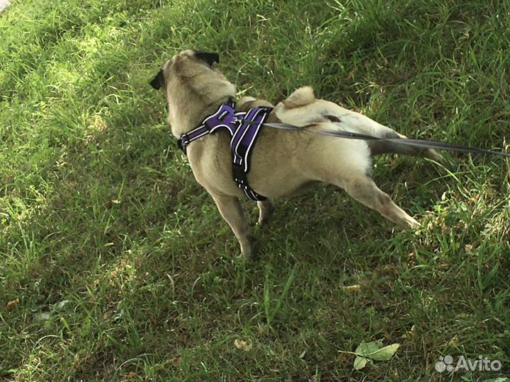 Мопс вязка мальчик