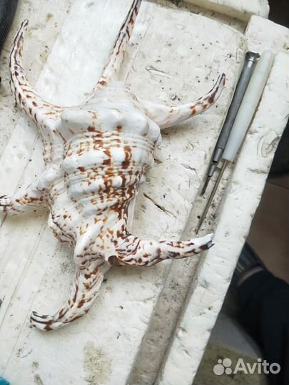 Ракушка лямбис