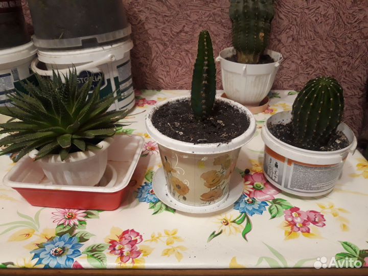 Кактусы разных видов