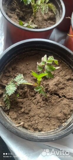 Малина клубника тибетская обмен на цветы или розы