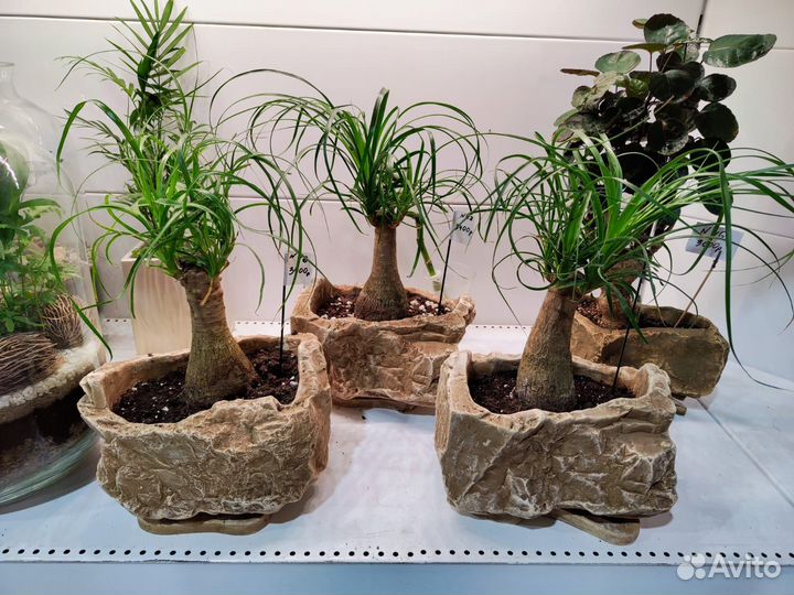 Бокарнея Нолина