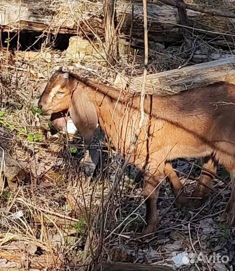 Англо нубийские козы