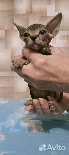 Котята Канадский сфинкс