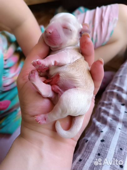 Щеночки в добрые руки. Забронированы оба