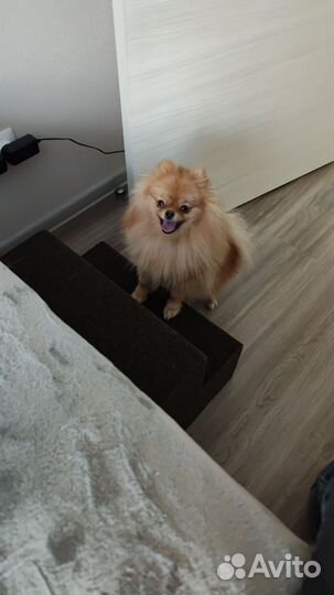 Лесенка для собак