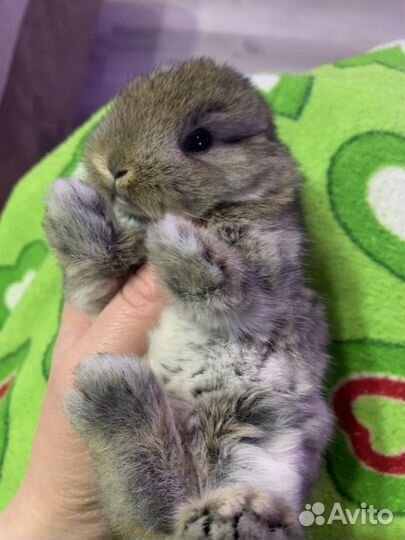 Мини карликовый кролик