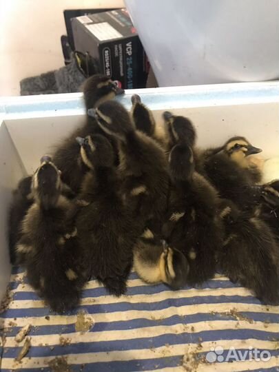 Утята бегунок