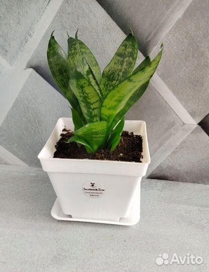 Комнатные растения, цветы, кактусы