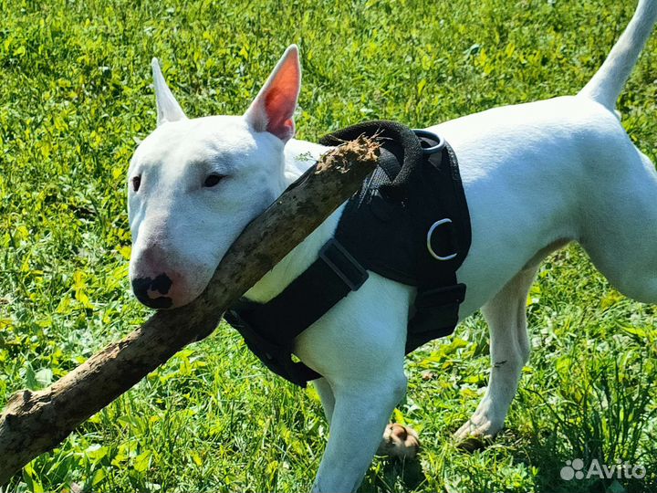 Бультерьер вязка