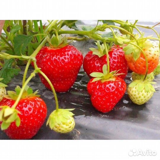 Рассада ремонтантной клубники