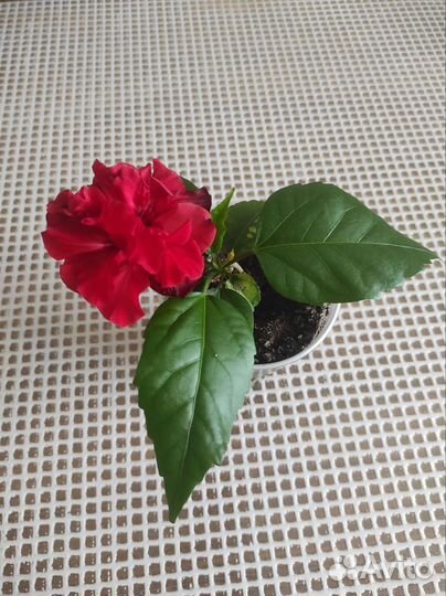 Роза отростки