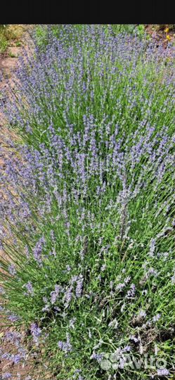 Лаванда