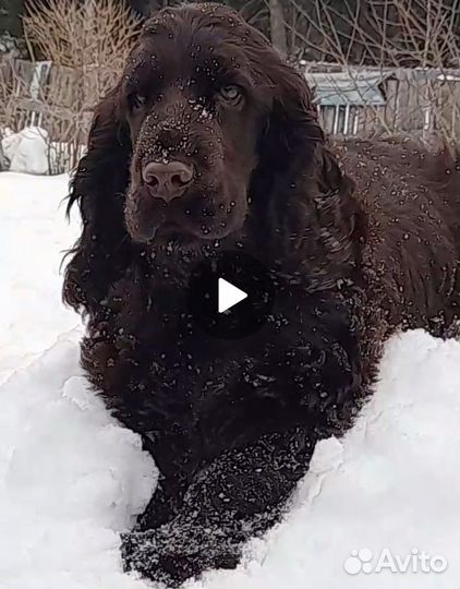 Кокер спаниель вязка