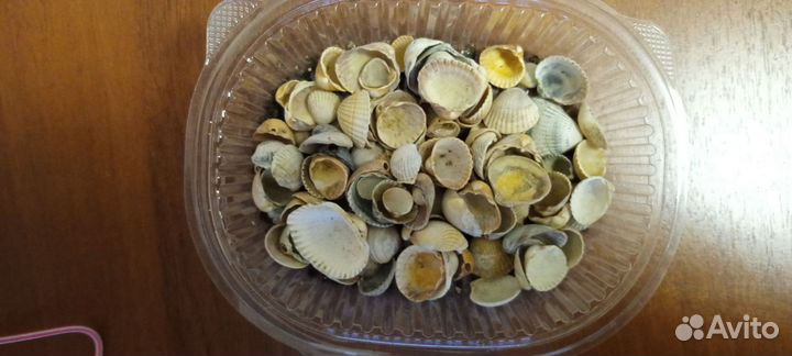 Морские ракушки раковины