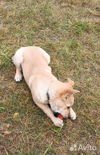 Любящий щенок