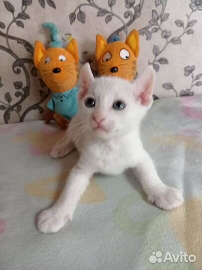 Котята сфинкс