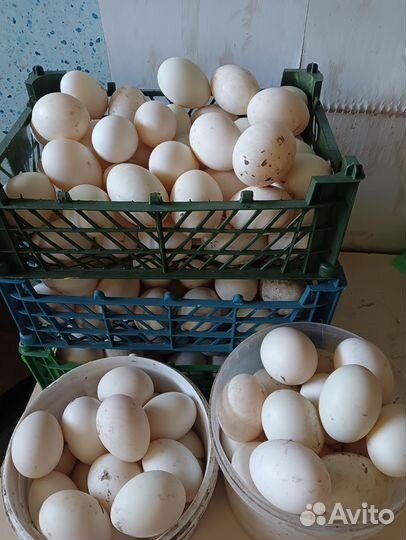 Утиные яйца