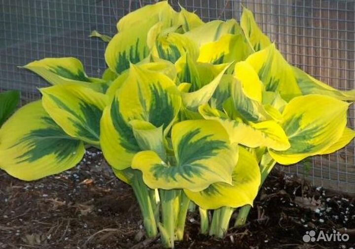 Хосты, Гейхеры, в горшках зкс