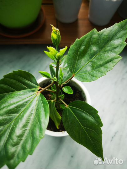 Гибискус китайская роза(красный)