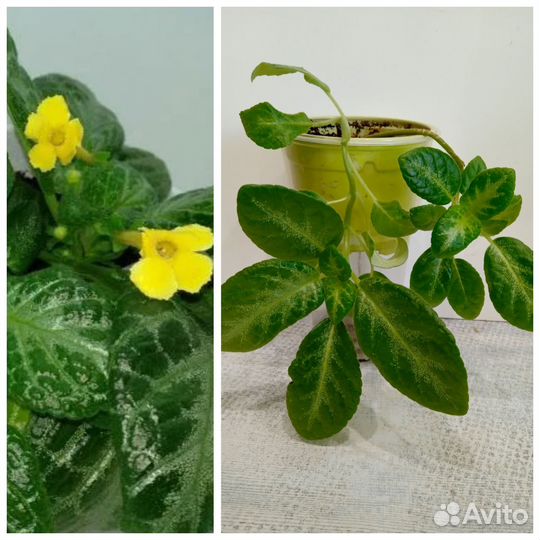 Сортовые эписции(редкие) -Бронь