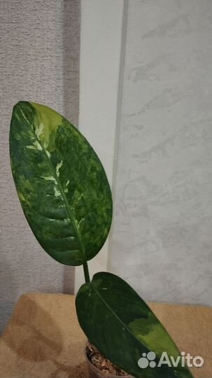 Диффенбахии