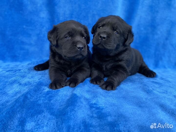 Щенки лабрадора-ретривера