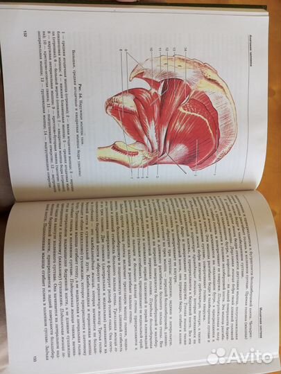 Учебник по анатомии