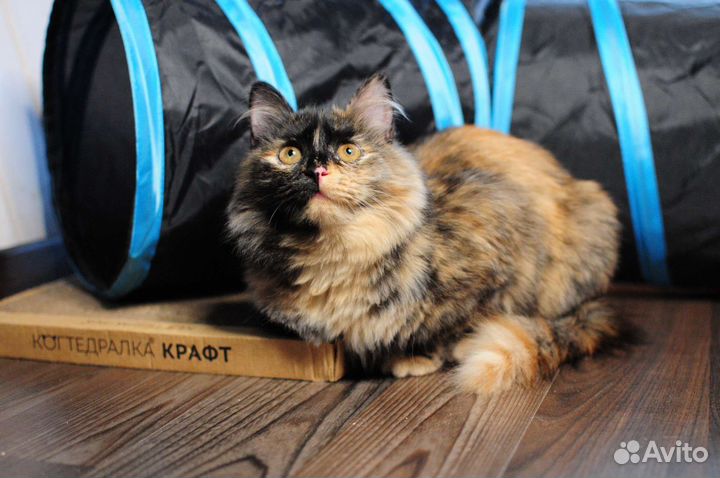Котёнок трехцветка в дар