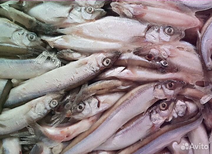 Килька лосось пикша сельдь оптовые поставки