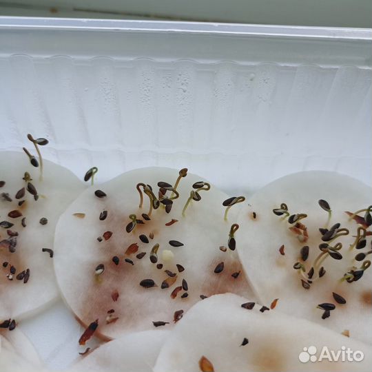 Семена голубой ели