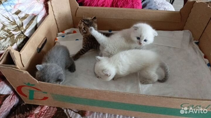 Котята шотланской вислоухой