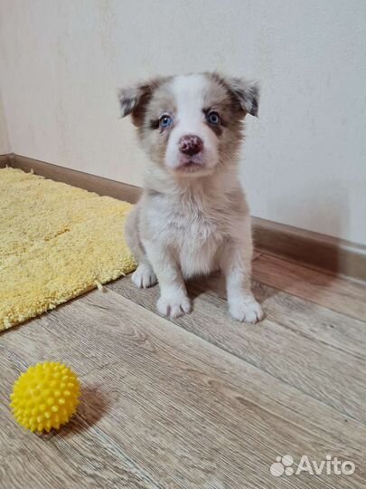 Щенки бордер колли