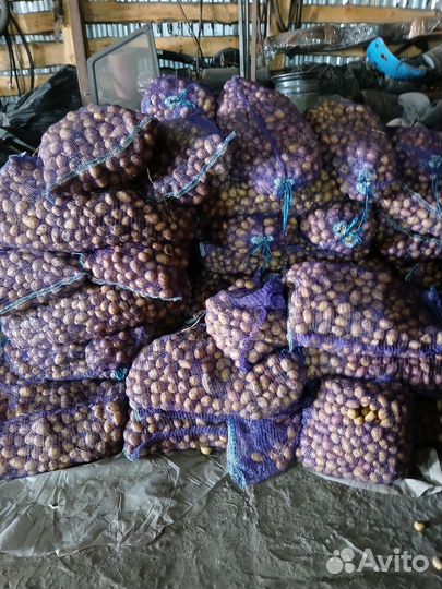Продам картофель на корм скоту и семенной