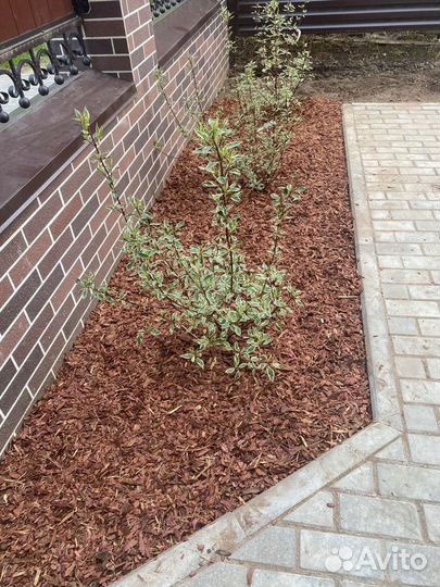 Кора лиственницы мульча