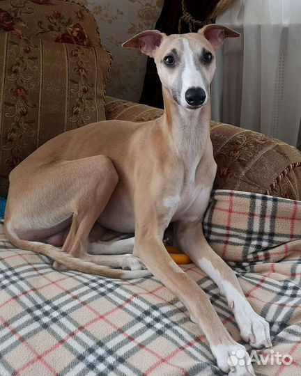 Собака для фотосессии или рекламы