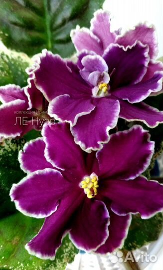 Сортовая фиалка (листочки)