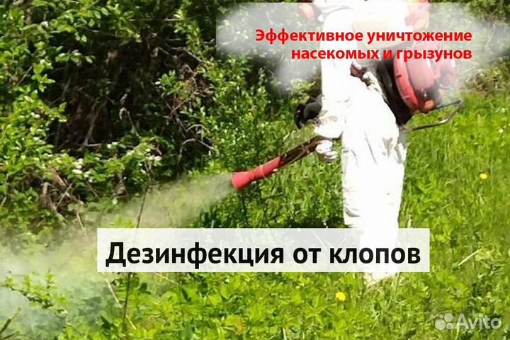 Уничтожение клопов тараканов грызунов блох клещей