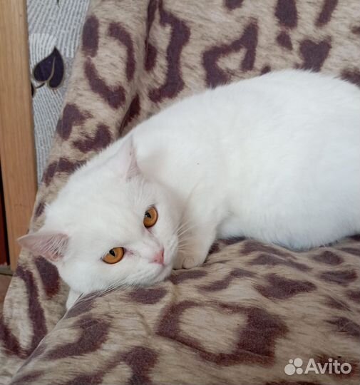 Кошка в дар британская