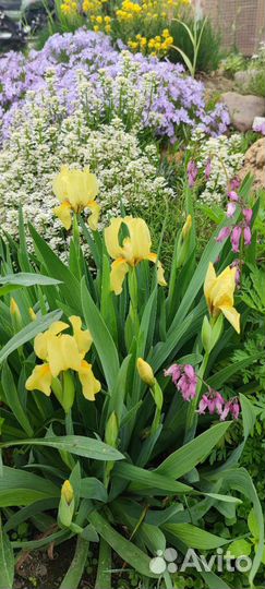 Карликовый ирис