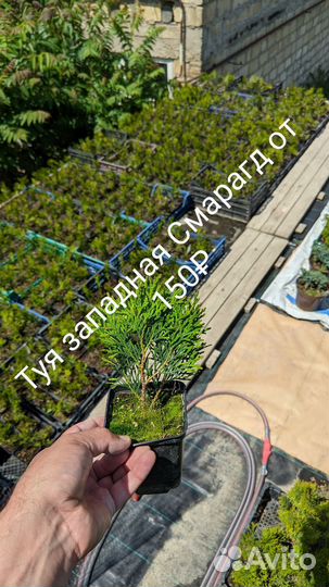 Купрессоципарис Лейланда,Можжевельник Олд Голд.туя