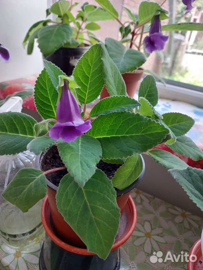 Глоксиния в горшке