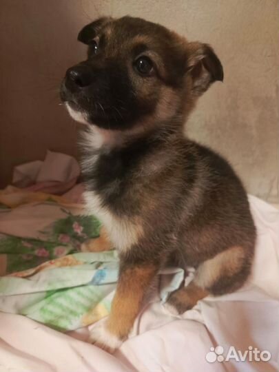 Щенок девочка в добрые руки