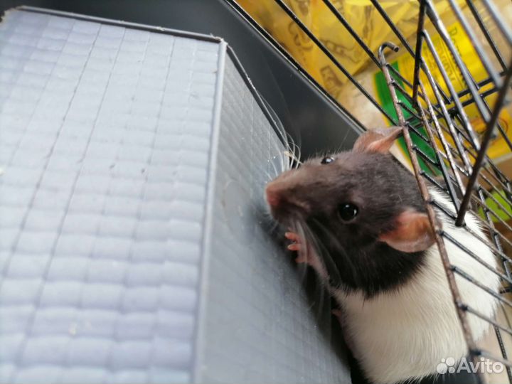 Крыс и крысят отдам в добрые руки